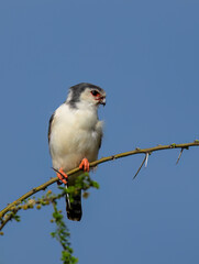 Pygmy Falcon perched on a thorny branch, showing its red eye-ring and compact white and grey body against a clear blue sky