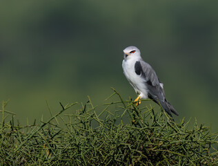 Black-winged Kite perched on acacia, with sharp red eyes and sleek grey-and-white plumage
