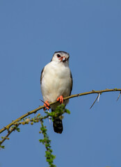 Pygmy Falcon perched on a thorny branch, showing its red eye-ring and compact white and grey body against a clear blue sky