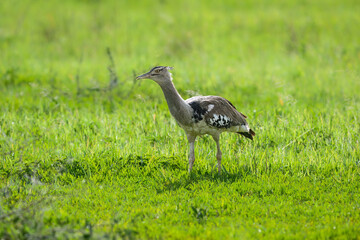 A Kori Bustard strides through lush green grass, its large size and speckled plumage standing out in the open field