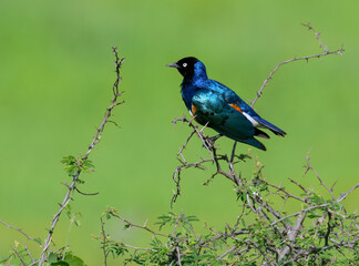 Superb Starling perched on a thorny bush, showing off its vibrant blue and orange plumage