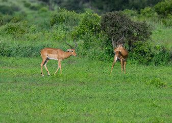 Two male impalas face off on a green grassy plain surrounded by bushes