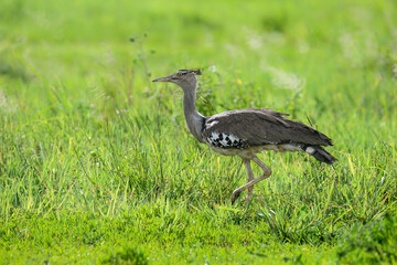 A Kori Bustard strides through lush green grass, its large size and speckled plumage standing out in the open field