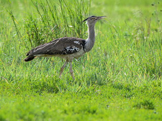 A Kori Bustard strides through lush green grass, its large size and speckled plumage standing out...