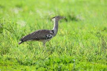 A Kori Bustard strides through lush green grass, its large size and speckled plumage standing out in the open field
