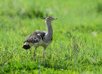 A Kori Bustard strides through lush green grass, its large size and speckled plumage standing out in the open field