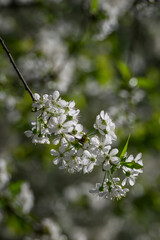 White cherry blossoms on branches.
