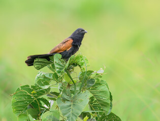 Black Coucal perched atop leafy foliage