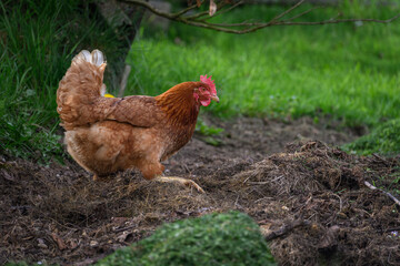 A brown hen digs its feet in the rotting grass.
