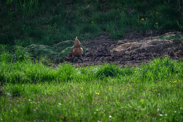 A brown hen digs its feet in the rotting grass.
