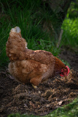 A brown hen digs its feet in the rotting grass.
