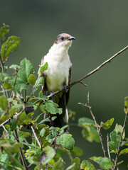 Pied Cuckoo perched in leafy vegetation