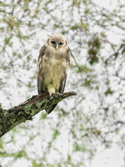 Verreaux’s Eagle-Owl perched on a lichen-covered branch, gazing downward