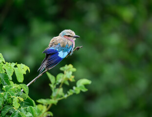 A side view of a perched Lilac-breasted Roller, highlighting its puffed-up feathers and striking tail streamer