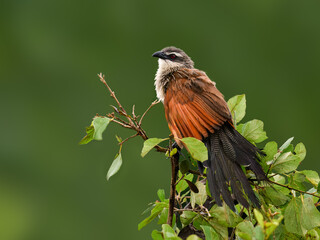 White-browed Coucal resting in a leafy shrub, showing off its rufous wings and long dark tail against a dark green backdrop
