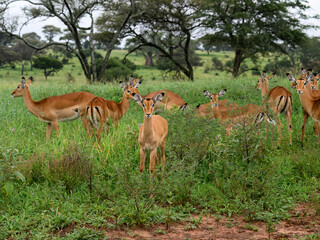 A large group of impalas gathers in lush green vegetation under scattered trees in the savanna