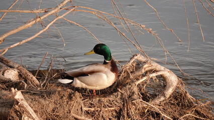 Dziki kaczor nad brzegiem rzeki na kawałku powalonego drzewa © tomo81