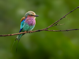 Lilac-breasted Roller perches on a bare branch, its brilliant plumage glowing against a soft green background