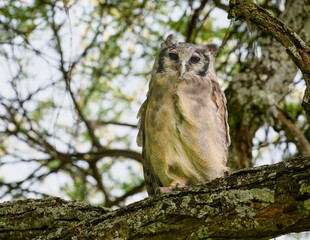 Verreaux’s Eagle-Owl perched on a branch, showing its distinctive pink eyelids and upright posture