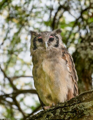 Verreaux’s Eagle-Owl perched on a branch, showing its distinctive pink eyelids and upright posture