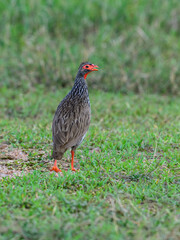Red-necked Spurfowl standing on a dirt path with a grassy background