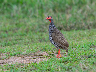 Red-necked Spurfowl standing on a dirt path with a grassy background