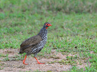 Red-necked Spurfowl standing on a dirt path with a grassy background