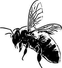 vector illustration of a bee