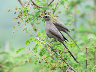 Pair of Ashy Starlings sit alertly among thorny acacia branches