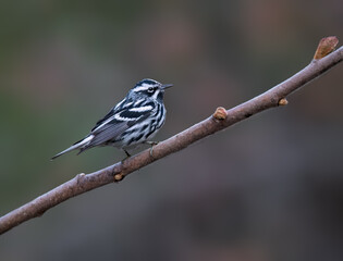 Black-and-white Warbler stands on a bare twig, its striped plumage contrasting against the blurred background