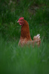 Brown hen in tall green grass.
