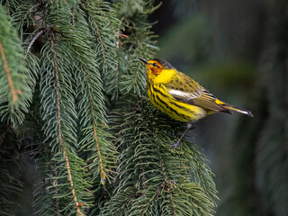 Cape May Warbler clings to a spruce branch, showing off its yellow and orange