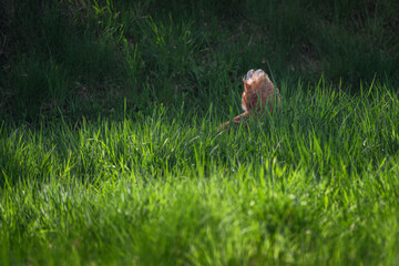 Tail feathers of a brown hen in tall grass.
