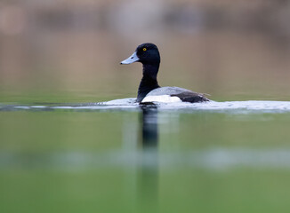 Male Lesser Scaup glides across calm green water, showing its bright yellow eye and blue-gray bill
