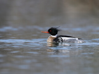 Male Red-breasted Merganser swims across calm water 