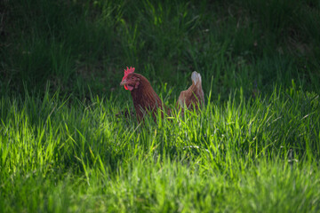 Brown hen in tall green grass.
