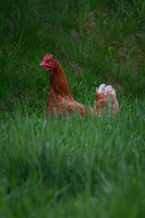 Brown hen in tall green grass.
