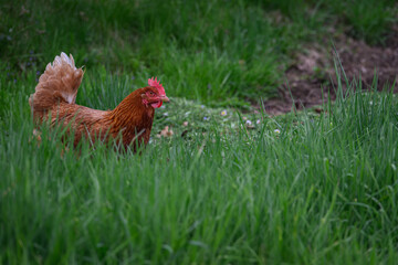 Brown hen in tall green grass.
