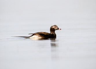 Male Long-tailed Duck swimming on the lake 