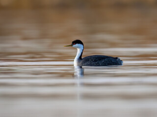 Western Grebe with striking red eyes swimming smoothly across calm, reflective water