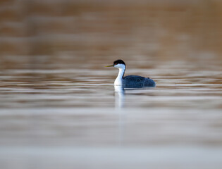 Western Grebe with striking red eyes swimming smoothly across calm, reflective water