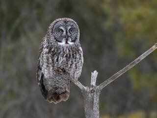 A Great Gray Owl balances on a narrow branch against a green forest background