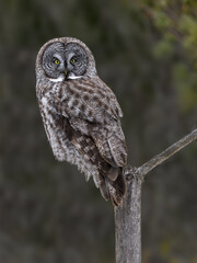A Great Gray Owl balances on a narrow branch against a green forest background