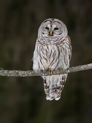 Barred Owl balances on a branch against a green forest background