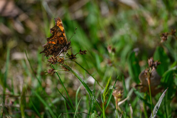 White C butterfly on a plant.
