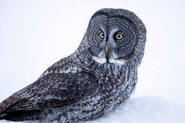A Great Gray Owl sits low in the snow, gazing forward