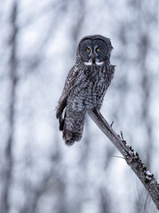 Great Gray Owl perches still on a tree stump in a snowy forest