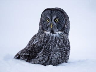 A Great Gray Owl sits low in the snow, gazing forward