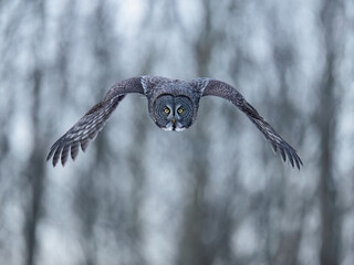 Great Gray Owl flies with wings fully spread against snowy forest