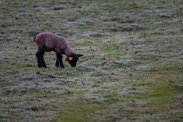 Young black sheep on frozen grass.
